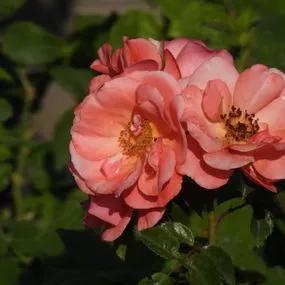 Fascination Floribunda Rose (Rosa Fascination) 2